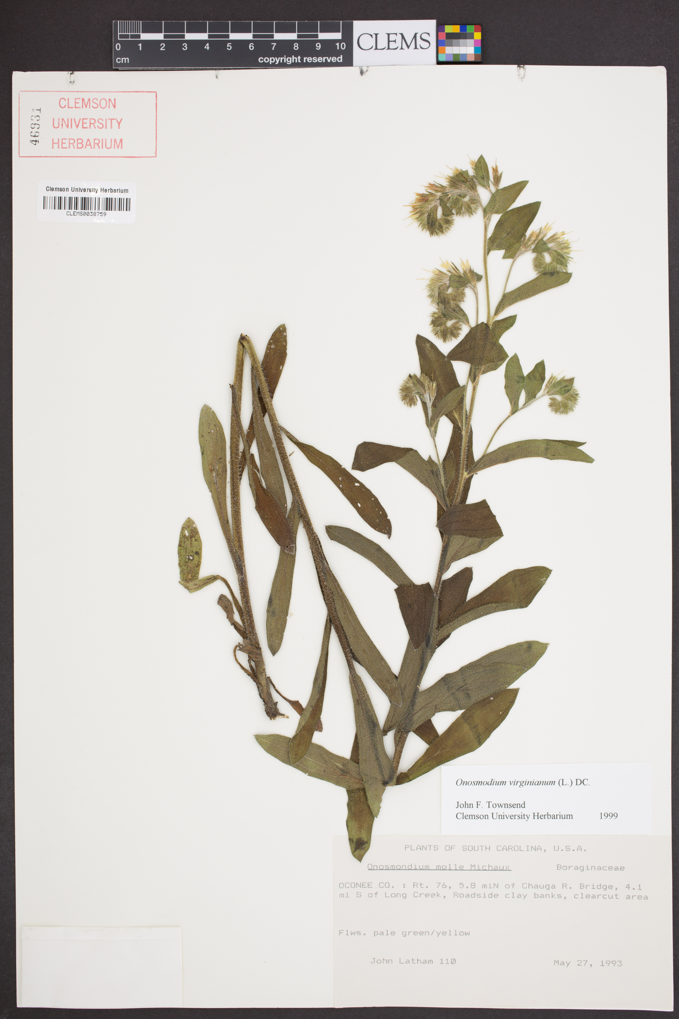 Onosmodium virginianum image