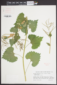 Alliaria petiolata image