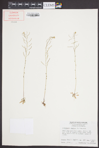 Arabidopsis thaliana image