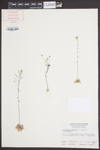 Arabidopsis thaliana image