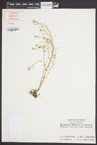 Arabidopsis thaliana image