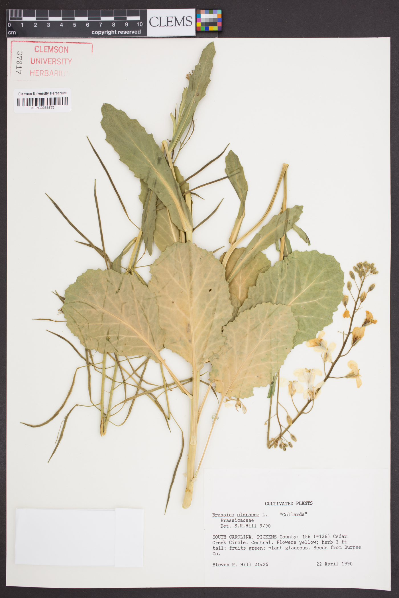 Brassica oleracea image