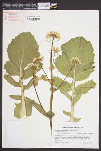 Brassica pekinensis image