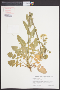 Brassica septiceps image