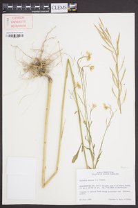 Brassica juncea image