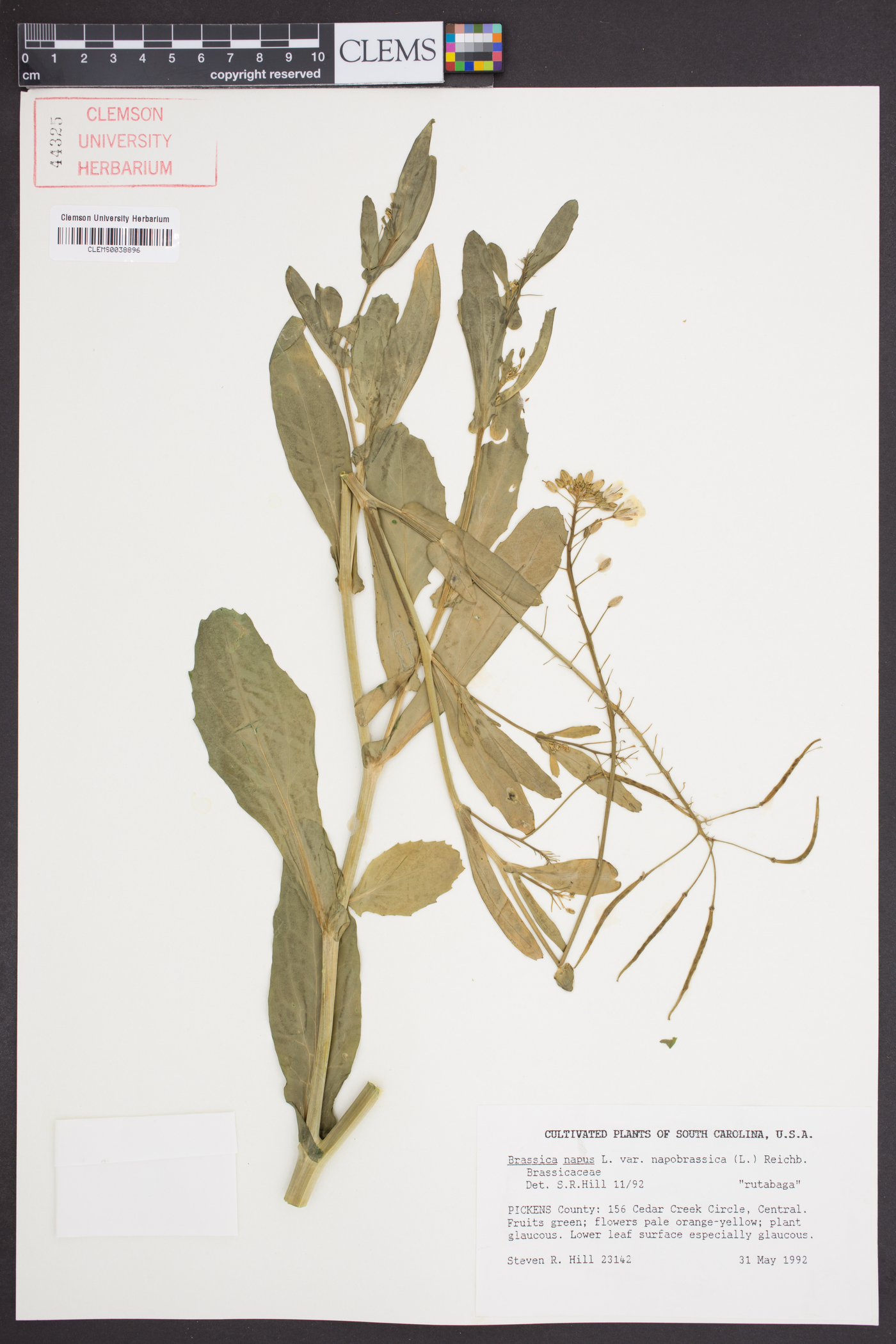 Brassica napus var. napobrassica image