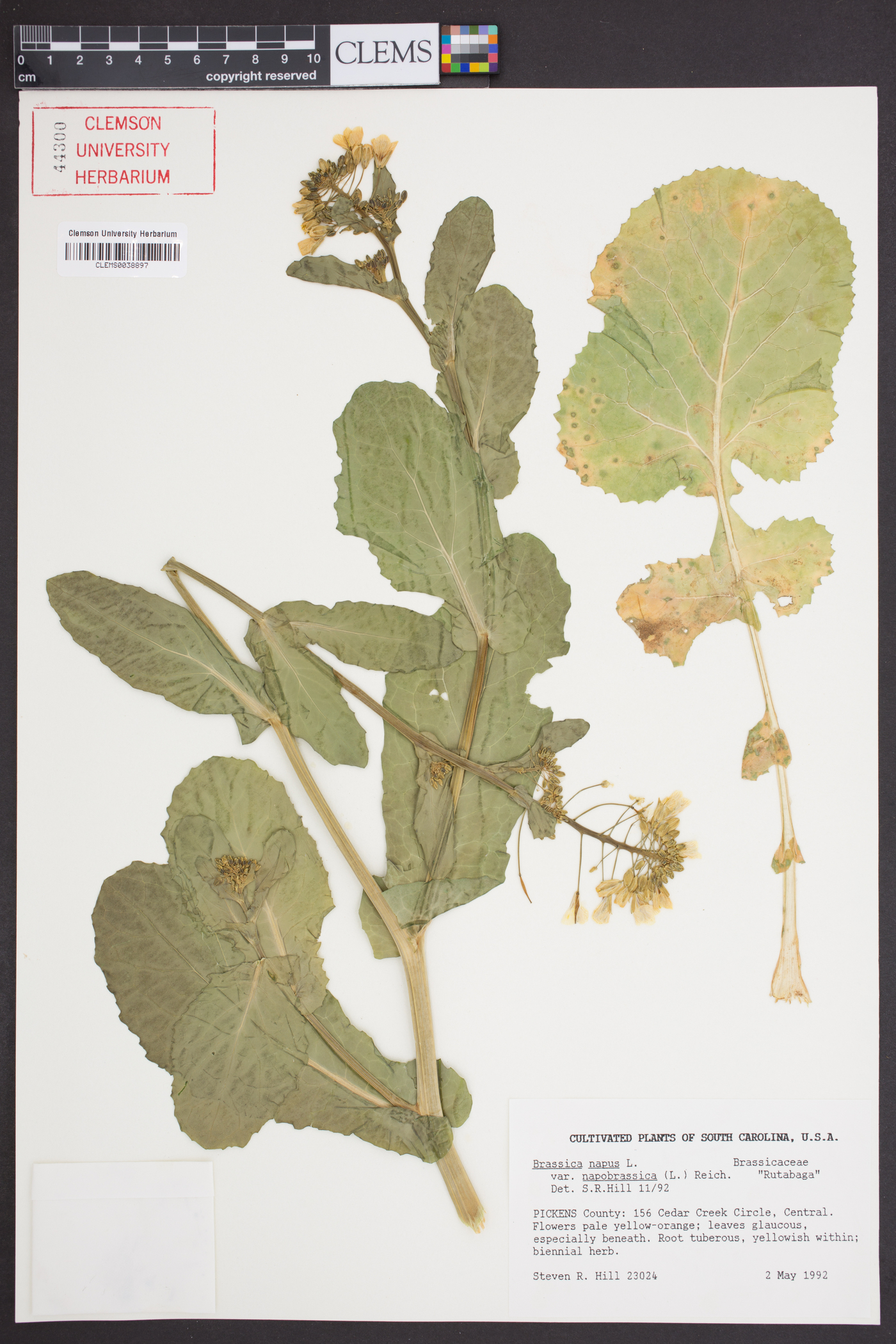 Brassica napus var. napobrassica image