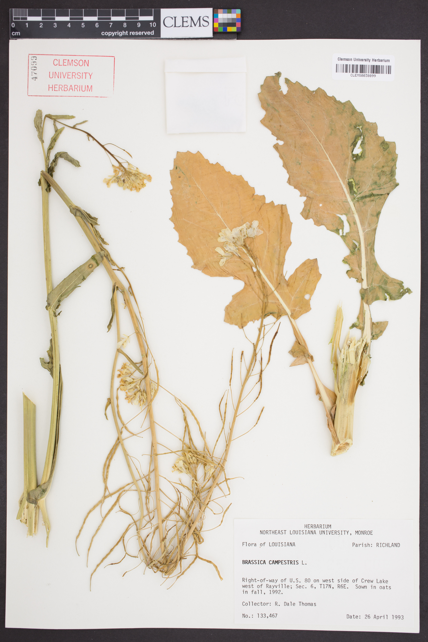 Brassica rapa var. rapa image