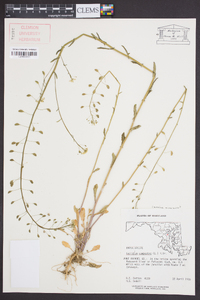 Camelina microcarpa image