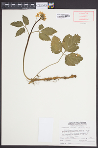 Cardamine diphylla image