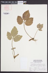 Cardamine diphylla image