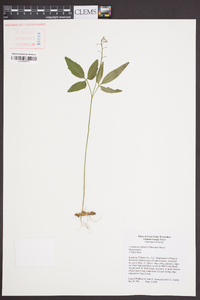 Cardamine diphylla image