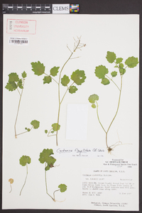 Cardamine flagellifera image