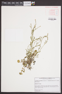 Cardamine parviflora image