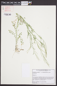 Cardamine parviflora image