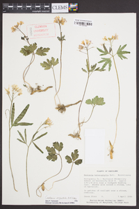 Cardamine angustata image