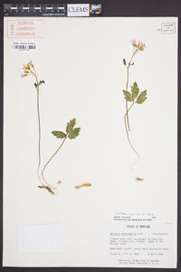 Cardamine angustata image