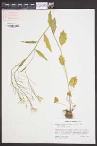 Cardamine bulbosa image