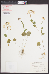 Cardamine bulbosa image