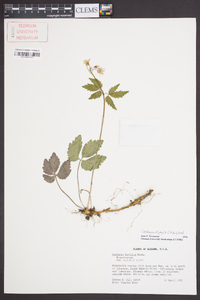 Cardamine diphylla image