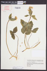 Cardamine diphylla image