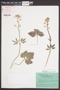 Cardamine diphylla image