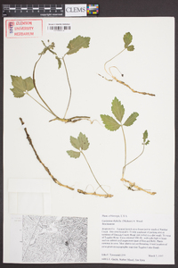 Cardamine diphylla image