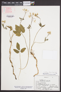 Cardamine diphylla image