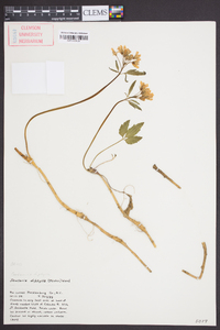 Cardamine diphylla image