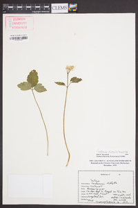 Cardamine diphylla image