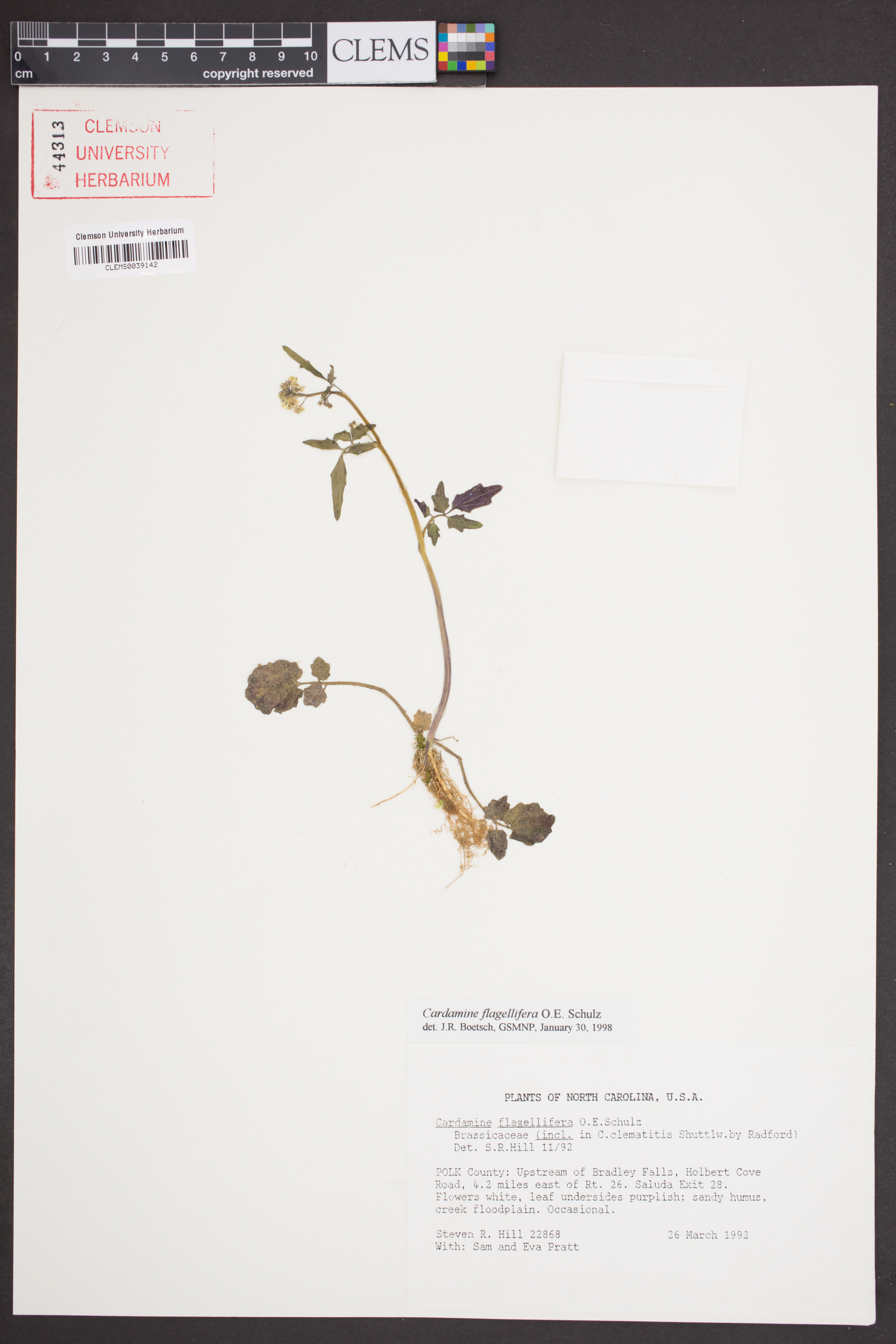 Cardamine flagellifera image