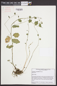 Cardamine rotundifolia image