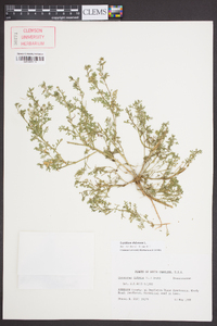 Lepidium didymum image