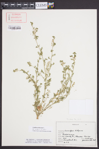 Lepidium didymum image