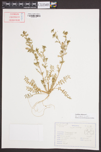 Lepidium didymum image