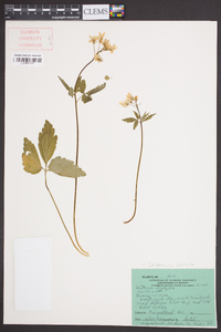 Cardamine diphylla image