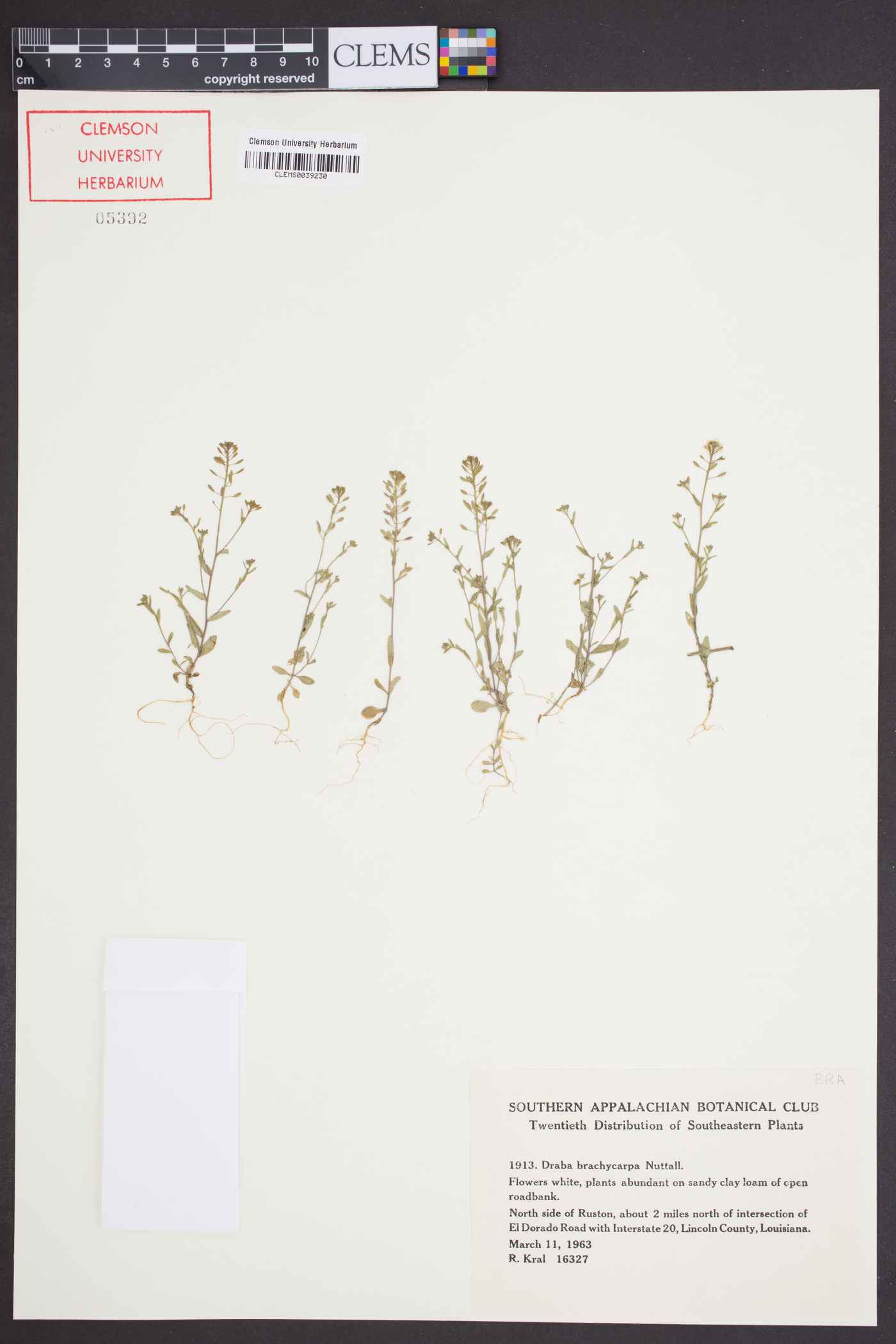 Draba brachycarpa image