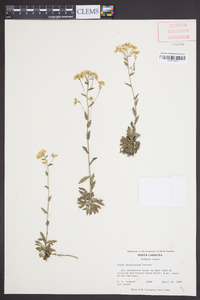 Draba ramosissima image