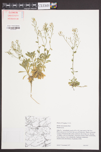 Draba ramosissima image