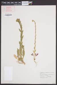 Lepidium campestre image