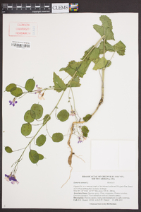 Lunaria annua image