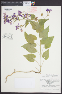 Lunaria annua image