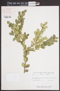 Buxus sempervirens image