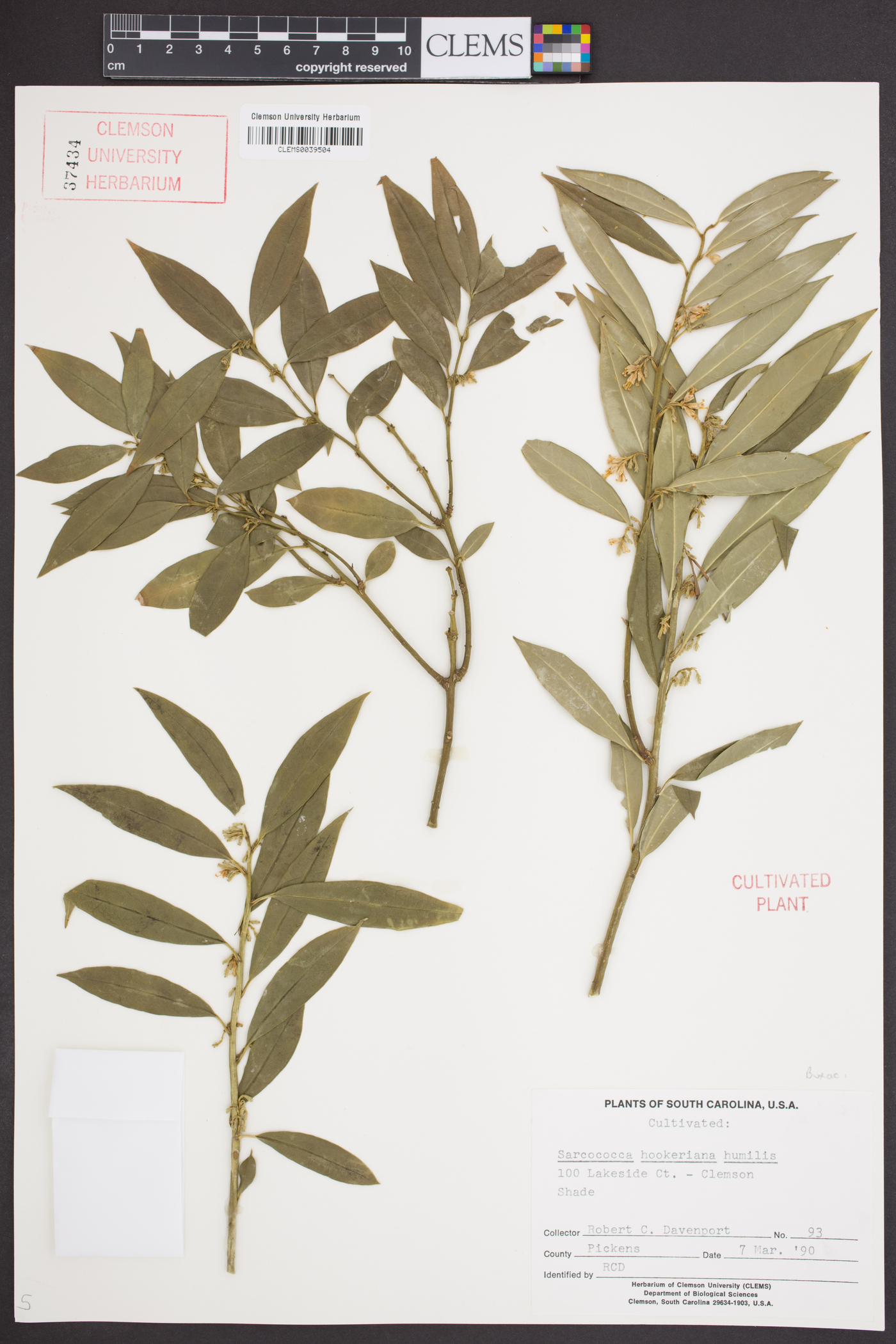 Sarcococca hookeriana var. digyna image