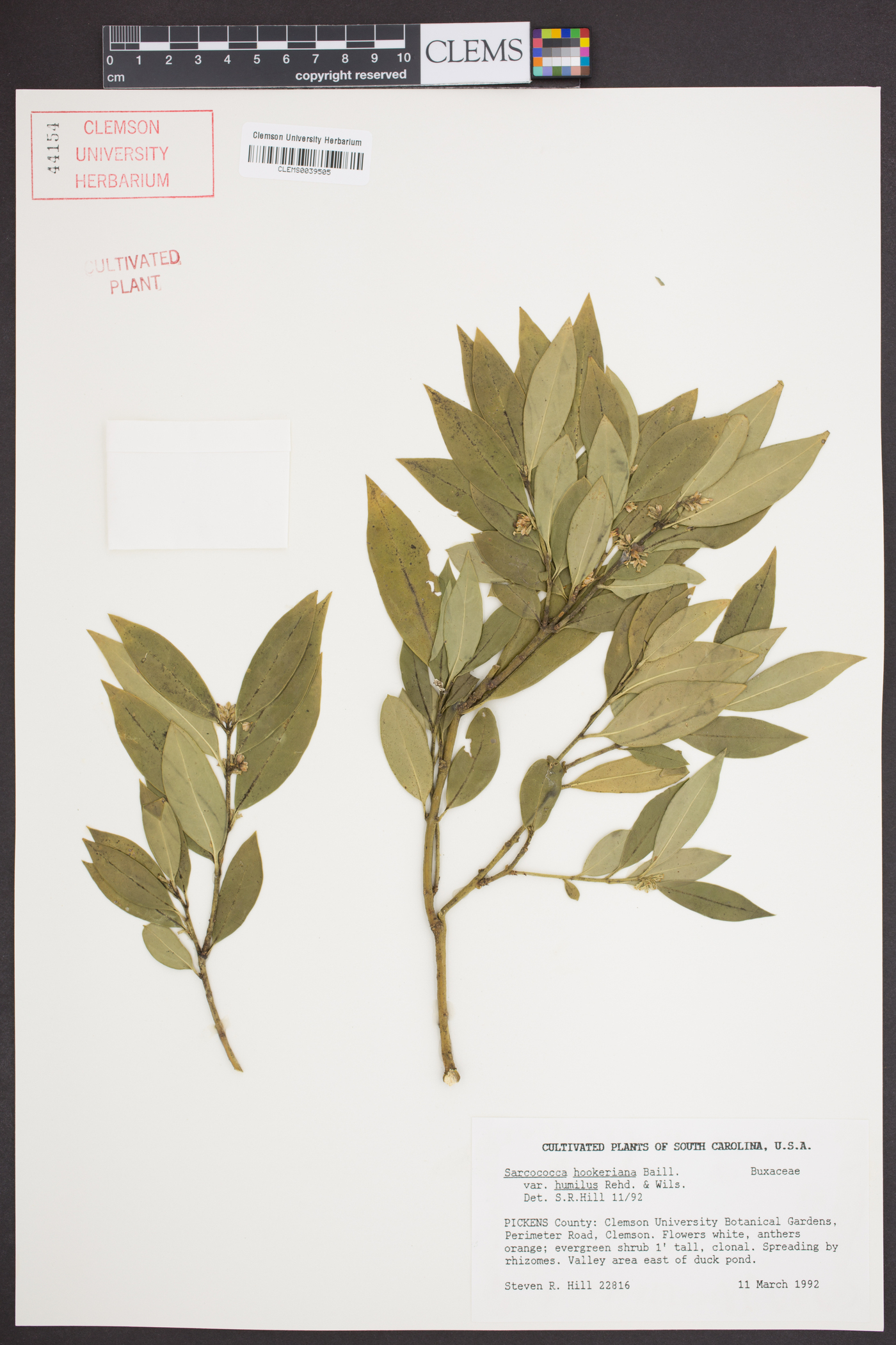 Sarcococca hookeriana var. digyna image