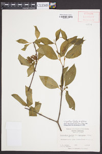 Calycanthus floridus var. glaucus image