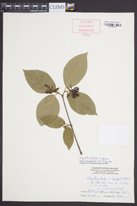 Calycanthus floridus image