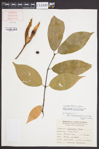 Calycanthus floridus var. glaucus image