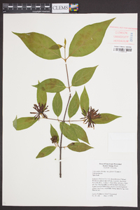 Calycanthus floridus var. glaucus image