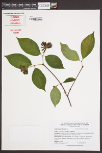 Calycanthus floridus image